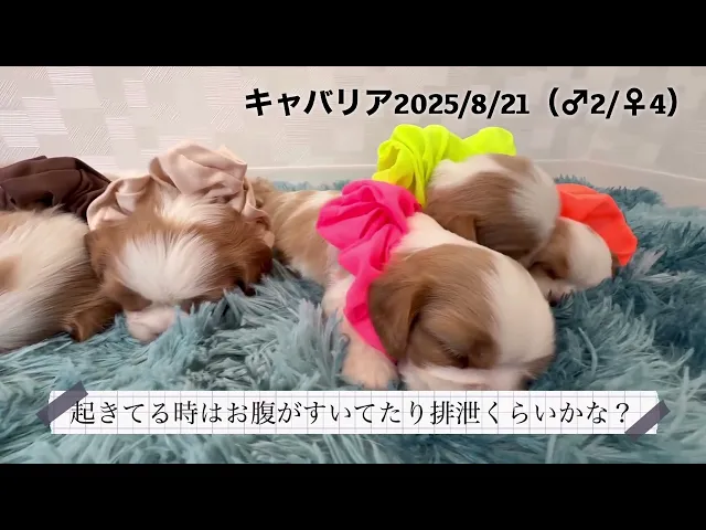 動画