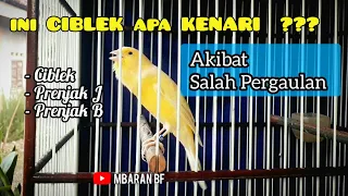 Download KENARI MUDA ISIAN CIBLEK DAN PRENJAK MP3