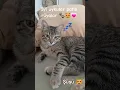 Download Lagu Şüşü 💗#funny #kitten #cat#cutecat #animals#sevimlidostlarımız #satinalmasahiplen #iyigeceler