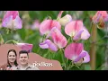 Download Lagu De Podkas #S2E15: Lathyrus of reukerwten | De bloem die ruikt naar de dood | Bijenorchidee