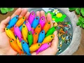 Download Lagu Catch Colorful Aquarium Fish In Small Ponds, Platy Fish, Baby Turtles, Ornamental Catfish, Goldfish🐳