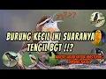 Download Lagu Materi Wajib untuk Masteran burung kicau | Burung kecil suaranya tengil \