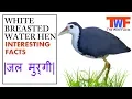 Download Lagu White Breasted Water Hen | Interesting Facts | जल मुर्गी