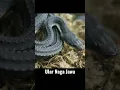 Download Lagu Wow !! Ular Langka Naga Jawa #ular #animals #shorts