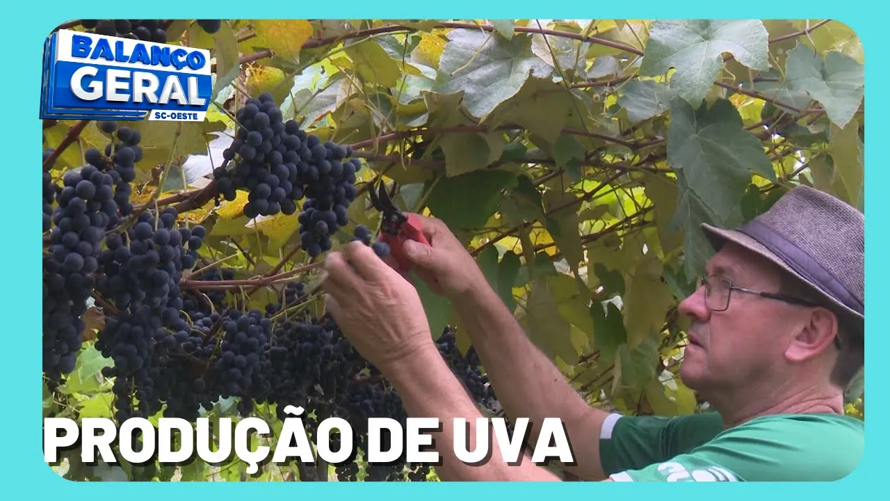 Produção de Uva: Clima afetou os vinhedos e fungos comprometeram boa parte dos cachos