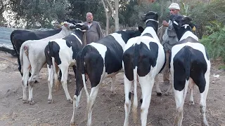 المعلم احمد يصدم جميع تجار البقر العشر بالاسعار عرض قنبلة ياتلحق يامتلحقش 