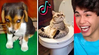 Download The CUTEST Animals on Tik Tok MP3