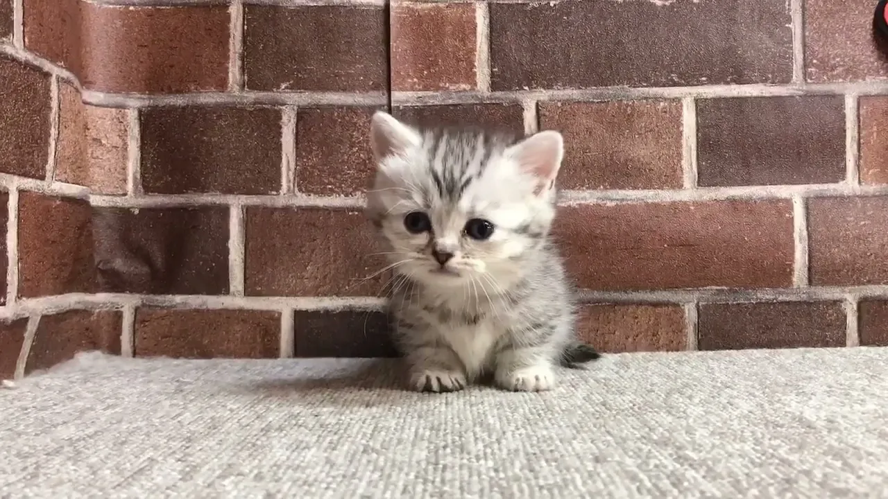 動画
