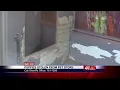 2 puppies stolen from Macon pet store