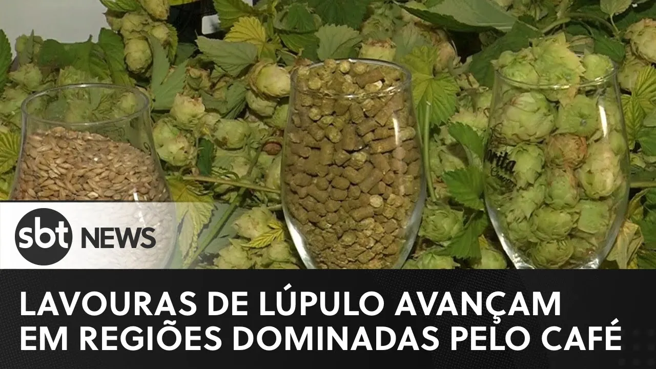 Lavouras de lúpulo avançam em regiões dominadas pelo plantio de café | #SBTNewsnaTV (18/06/23)