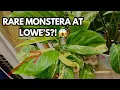 I Found a Monstera Lechleriana Albo at Lowe s Rare Plant Shopping