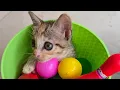 A cat play story #cat #kitten #catplay