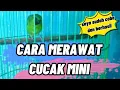 CARA MERAWAT CUCAK IJO MINI || KICAU INFO