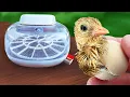 Day 1 to Day 25 hatching exotic pheasants Nurture Right 360 Incubator