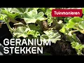 Download Lagu Hoe stek je de geranium?