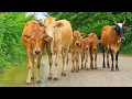 Download Lagu Gembala kawanan sapi lembu jinak di sore hari, Suara lembu sapi dalam kerumunan nya, Sapi sapi lucu