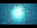 SOUNDS of OCEAN | 639Hz + 432Hz Music to Calm your Heart | Anhata Chakra Healing + Nature Frequency