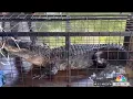 10-foot alligator captured at Fort Worth s Eagle Mountain Lake