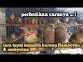 Download Lagu TIPS MEMILIH BURUNG FLAMBOYAN OMBYOKAN YANG BAGUS SERTA CARA MEMBEDAKAN FLAMBOYAN JANTAN DAN BETINA