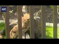 Moose relocated after wandering into a backyard s say dry winter impacts animals