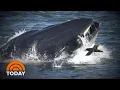 Diver Recounts Almost Being Swallowed Alive By Massive Whale TODAY