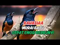 Suara Murai Batu Masteran Full Isian - Terapi Stres 30 Menit, Bikin Hati Tenang \u0026 Fokus