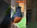 Download Lagu burung murai batu, suara burung liar bisa didengar #burung #suaraburung #videopendek #videopendek