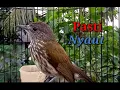 Download Lagu Pancingan Bayeman/Cucak Rawis Pasti Nyaut