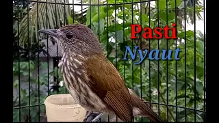 pancingan bayeman cucak rawis pasti nyaut