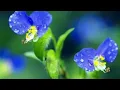 Download Lagu ВМЕСТЕ НАВСЕГДА....@Сергей Грищук ,Музыка Для Души:
