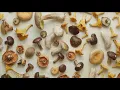 Use of magic mushrooms hits unexpected levels in the U S