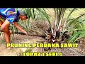 Download Lagu CARA SORTIR PELEPAH KELAPA SAWIT PERDANA  UNTUK SAWIT USIA 2 TAHUN