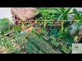 Transform Your Space Stunning Vegetable Garden Ideas for a Beautiful Harvest
