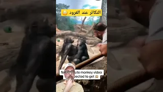 كيف تتكاثر قرد شيمبانزي تكاثر يوتيوب 