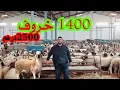 Download Lagu ضيعة بن الشايب 1400 خروف إبتداء من 2500 درهم صردي و البركي إقليم برشيد كسيبا نقيا