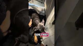 🐾#fyp #dream #doberman #pets #youtube