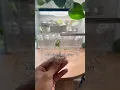 Download Lagu Welcome home🌱✨ acclimation cup kits are from rareplantninja.com 🫶🏽 #alocasia #tc #tissueculture