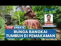 Lagu Warga Talun Cirebon Dihebohkan Tumbuhnya Bunga Bangkai di Area Pemakaman Mbah Musa Mahar