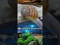 Download Lagu Arti mimpi melihat banyak siput menurut Primbon Jawa