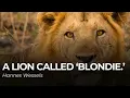 Download Lagu A Lion called Blondie | Hannes Wessels | Wildlife conservation in Africa