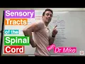 Sensory Ascending Tracts in the Spinal Cord
