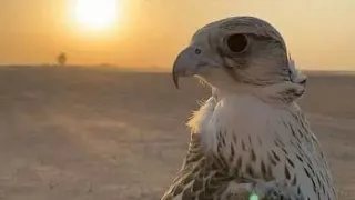 طق شعر ليبي الشاعر ابريك ابريدان شعر ليبي النجع دندنها
