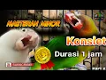 Download Lagu Masteran lovebird betina konslet minor,1 jam full speed pelan