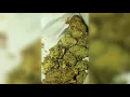 slim canabliss hempress sativa ft young mazafaka, triple G, al pami, quik-gon jinn, parabois