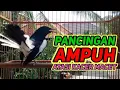 Download Lagu suara burung kacer ngeplong merdu sangat ampuh buat pancingan kacer bahan bikin cepat gacor