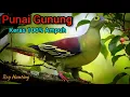 Download Lagu SUARA PUNAI GUNUNG || Punai penganten durasi panjang