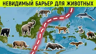 Вот почему животные никогда не пересекают эту линию!