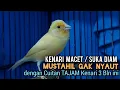 Download Lagu Kenari gacor PAUD cuit cuit NgeroL - Pancingan kenari paud belajar bunyi \u0026 Ampuh untuk KENARI MACET