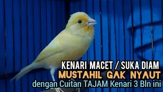 Kenari gacor PAUD cuit cuit NgeroL - Pancingan kenari paud belajar bunyi \u0026 Ampuh untuk KENARI MACET