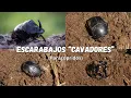 🐮📈💰 The Role of Dung Beetles in Regenerative Grazing 🪲🌱💪